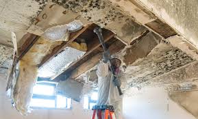 Why You Should Choose Our Mold Remediation Services in Avondale, PA